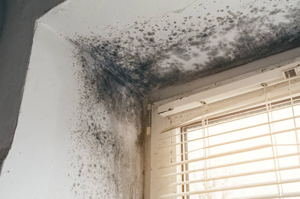 Affordable Crawl Space Mold Removal solutions in Haledon, NJ